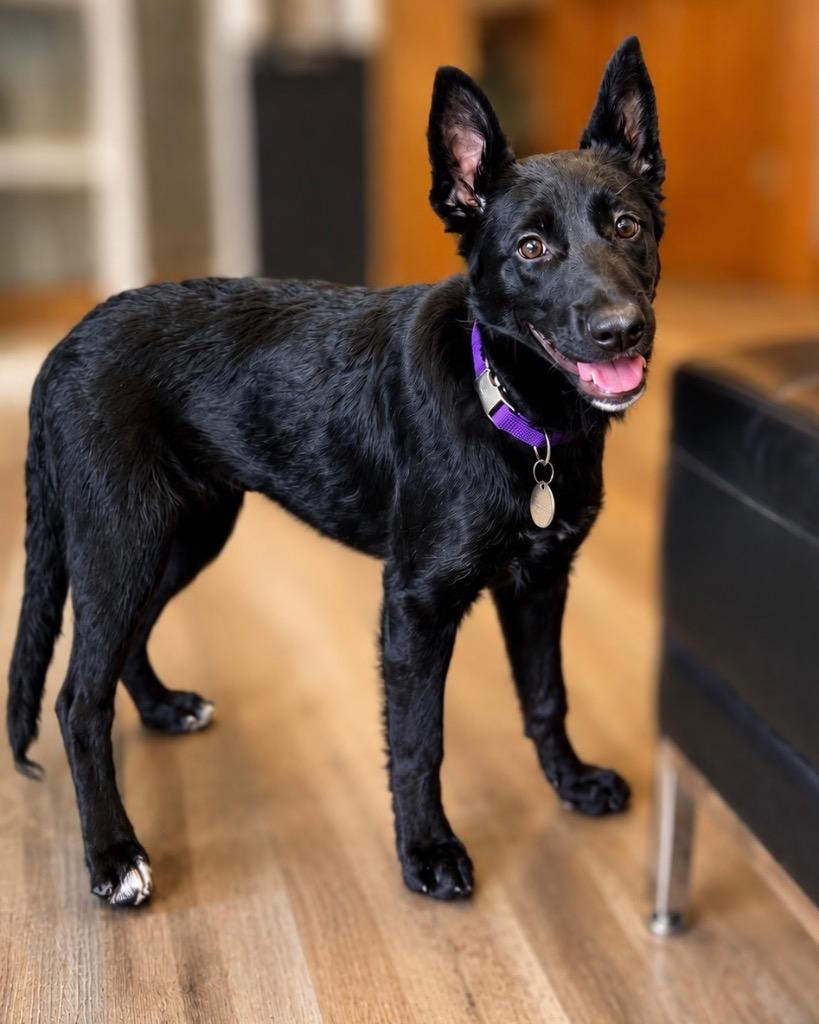 Enlarge Starling, a Adoptable mixed breed in Reno, NV image 4/5