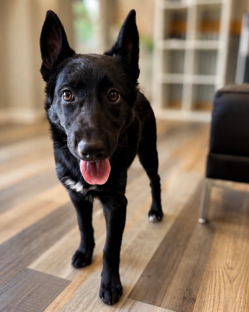Enlarge Starling, a Adoptable mixed breed in Reno, NV image 5/5
