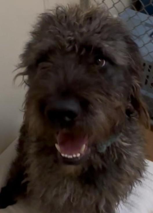 Seamus, an adoptable Labradoodle in Norwalk, CT, 06851 | Photo Image 1