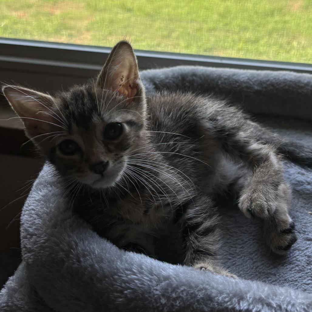 Enlarge Peesh **Off-Site Foster Home**, a Adoptable Domestic Short Hair in Troy, IL image 1/2