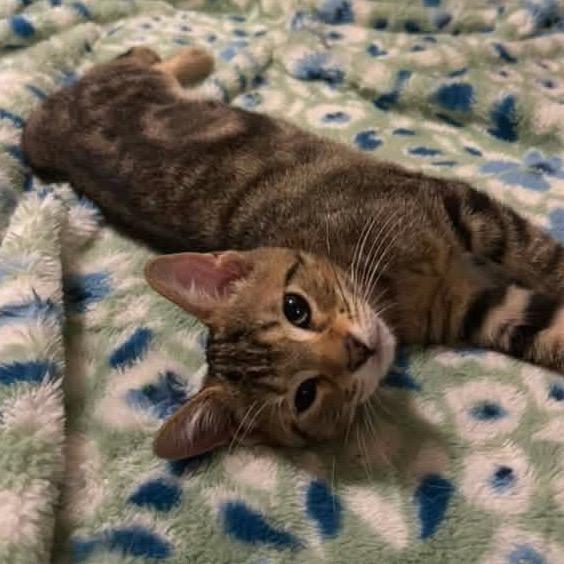 Enlarge Peesh **Off-Site Foster Home**, a Adoptable Domestic Short Hair in Troy, IL image 2/2