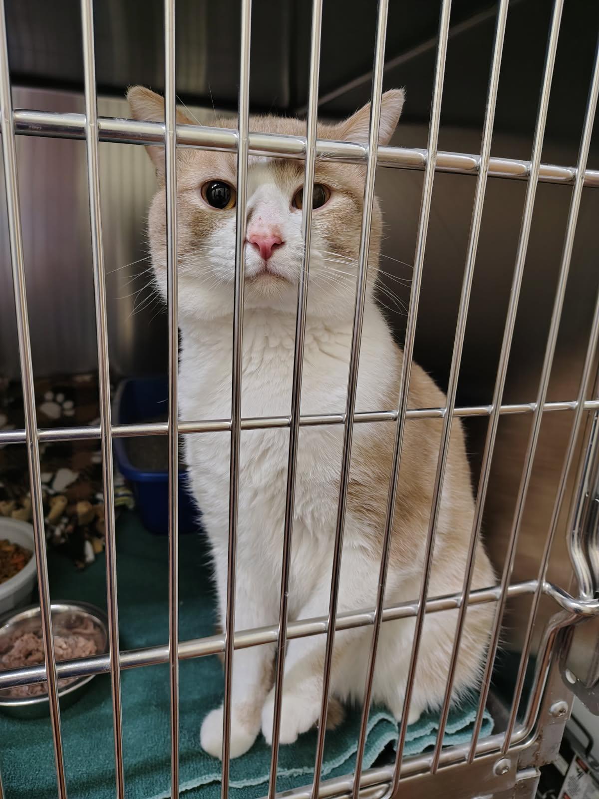 Rusty, ADOPTABLE, Adult Male Domestic Short Hair.