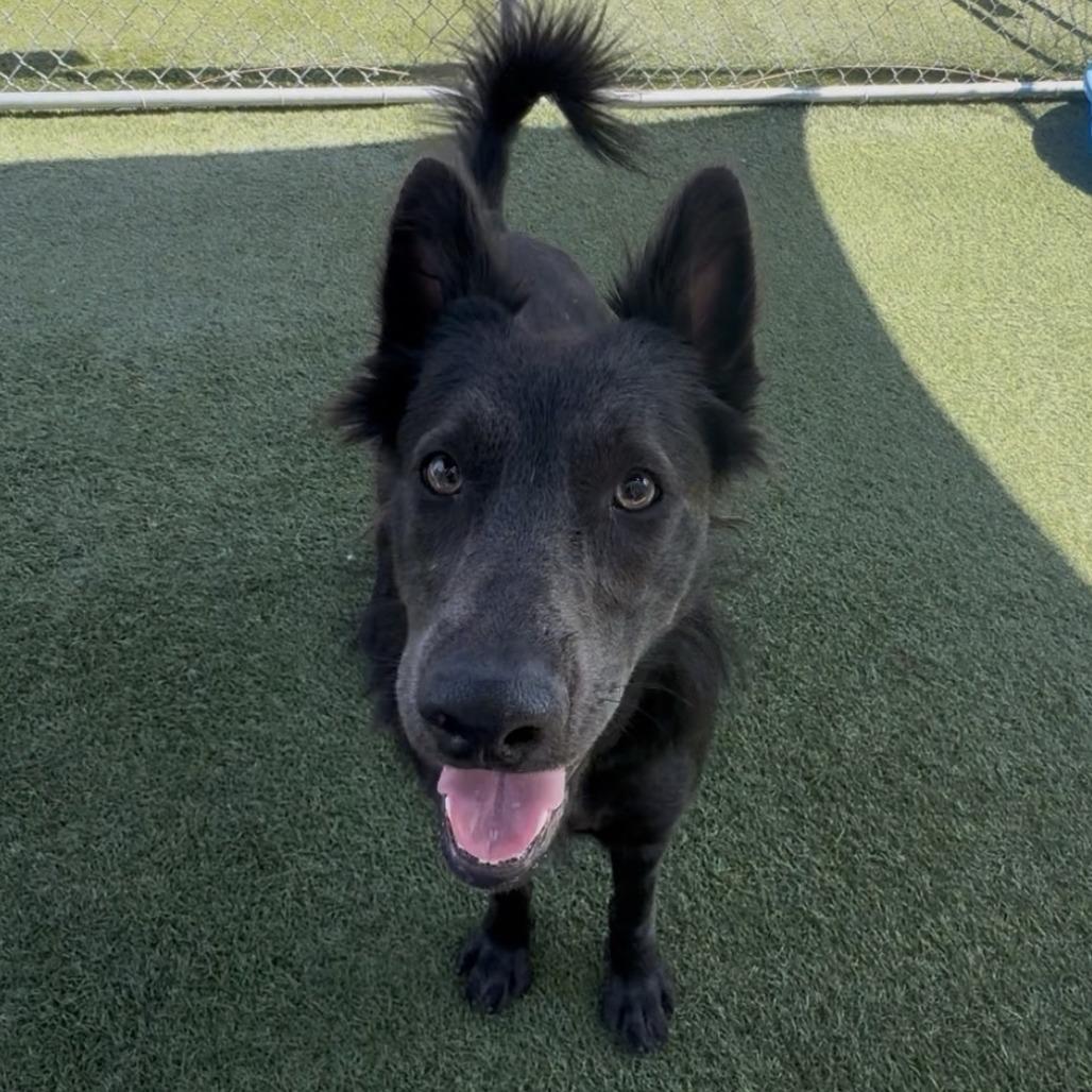 Opossum, Adoptable, Young Female Shepherd & Mixed Breed.