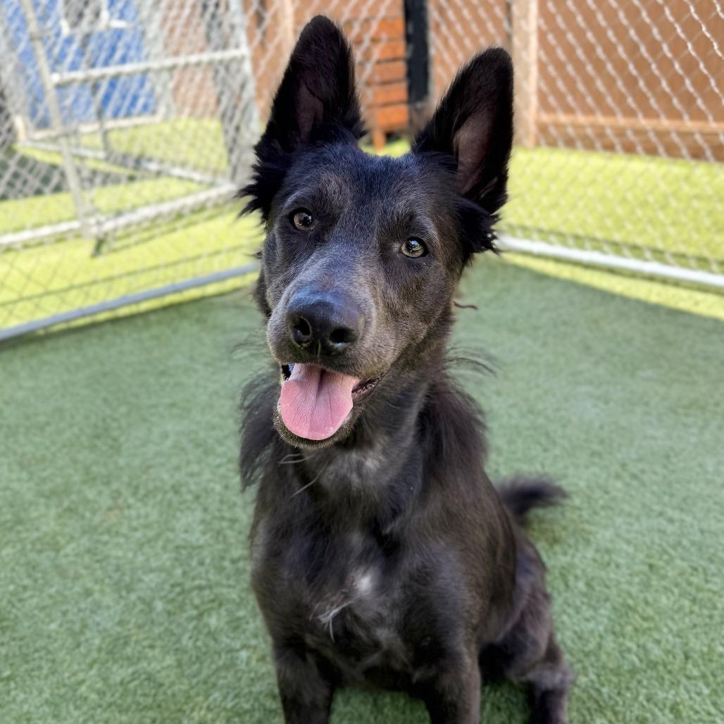 Enlarge Opossum, a Adoptable mixed breed in Long Beach, CA image 5/6