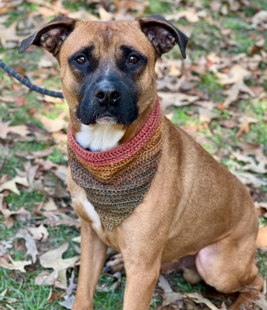 Meyer, Adoptable, Adult Male Boxer & Shepherd.
