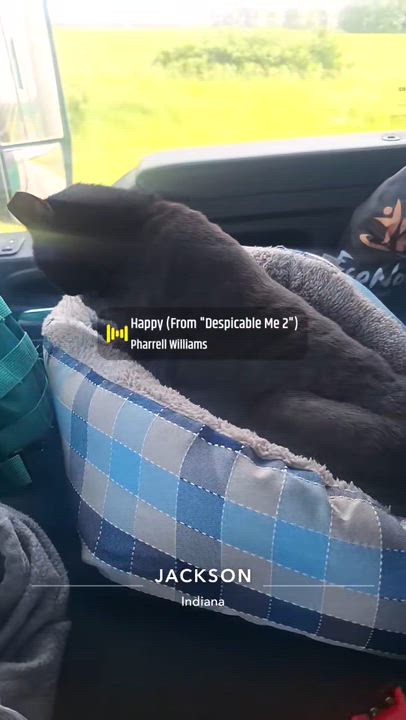 Enlarge Tyson, a Adoptable mixed breed in Wilmington, NC video 2/5
