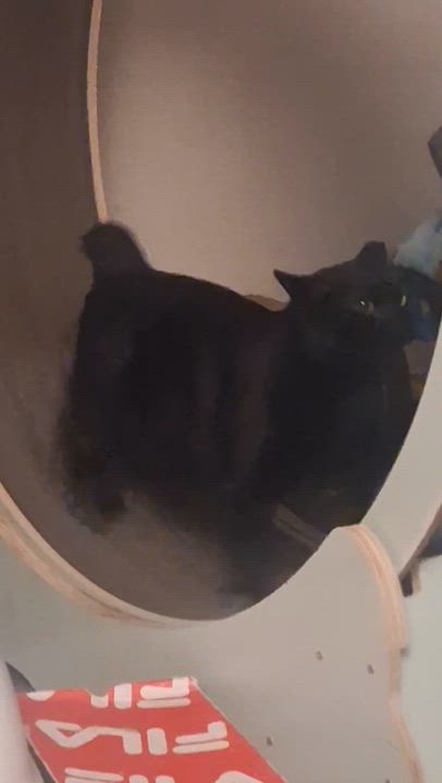 Enlarge Tyson, a Adoptable mixed breed in Wilmington, NC video 5/5