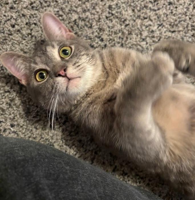 Enlarge Hozier, a ADOPTABLE Tabby in Indianapolis, IN image 2/6