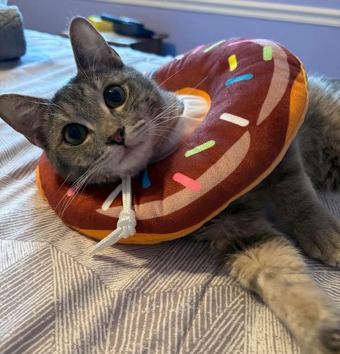 Enlarge Hozier, a ADOPTABLE Tabby in Indianapolis, IN image 3/6