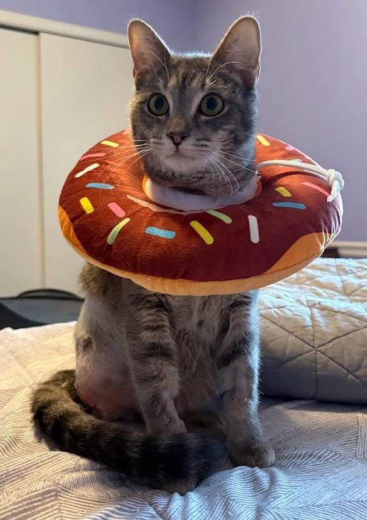 Enlarge Hozier, a ADOPTABLE Tabby in Indianapolis, IN image 1/6