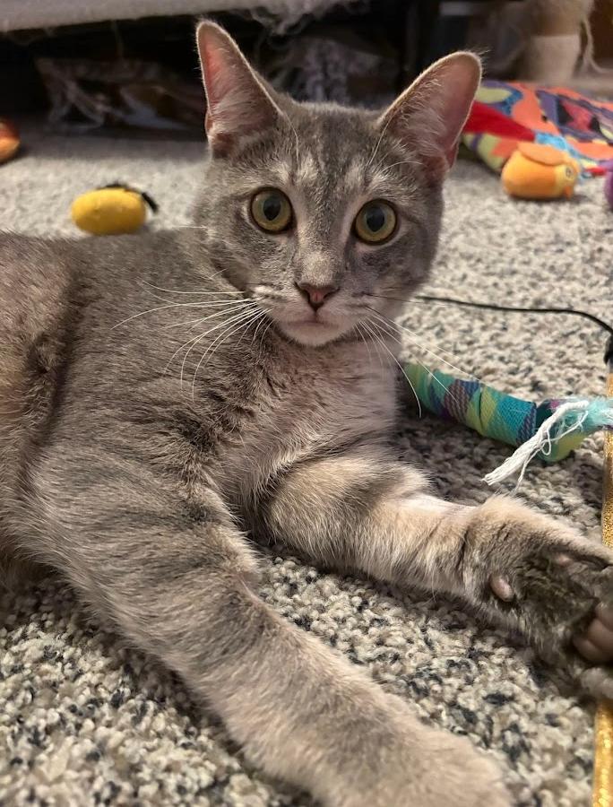 Enlarge Hozier, a ADOPTABLE Tabby in Indianapolis, IN image 4/6