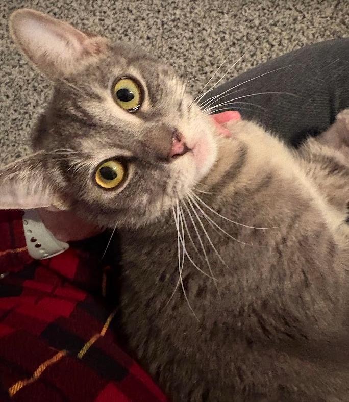 Enlarge Hozier, a ADOPTABLE Tabby in Indianapolis, IN image 5/6