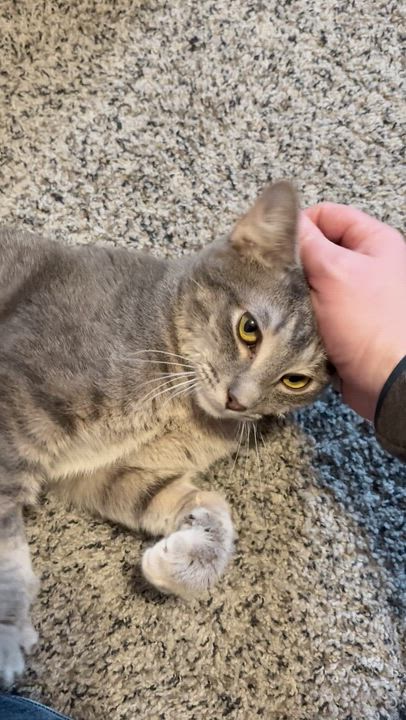 Enlarge Hozier, a ADOPTABLE Tabby in Indianapolis, IN video 6/6