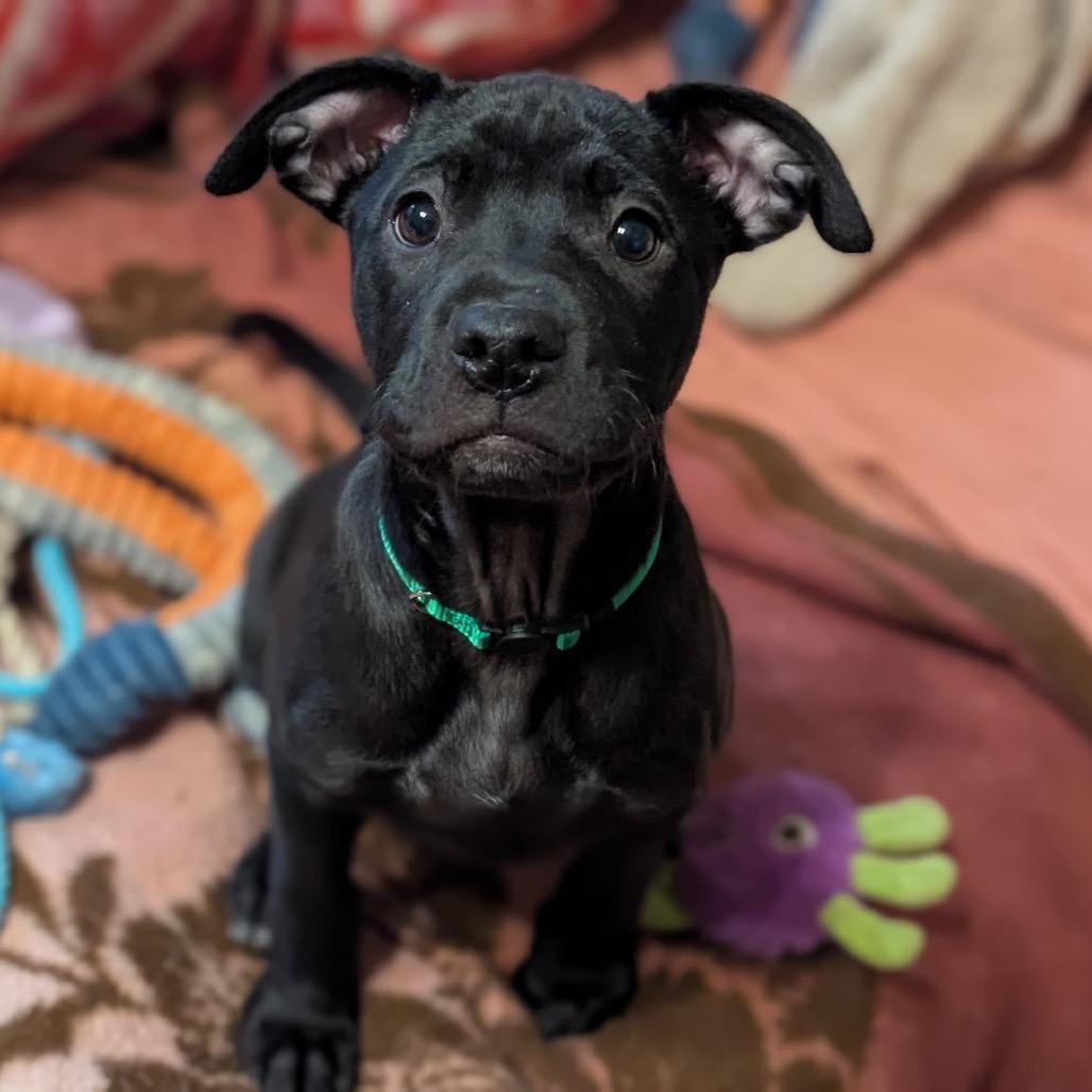 Bear, Adoptable, Puppy Female Black Labrador Retriever & Mixed Breed.