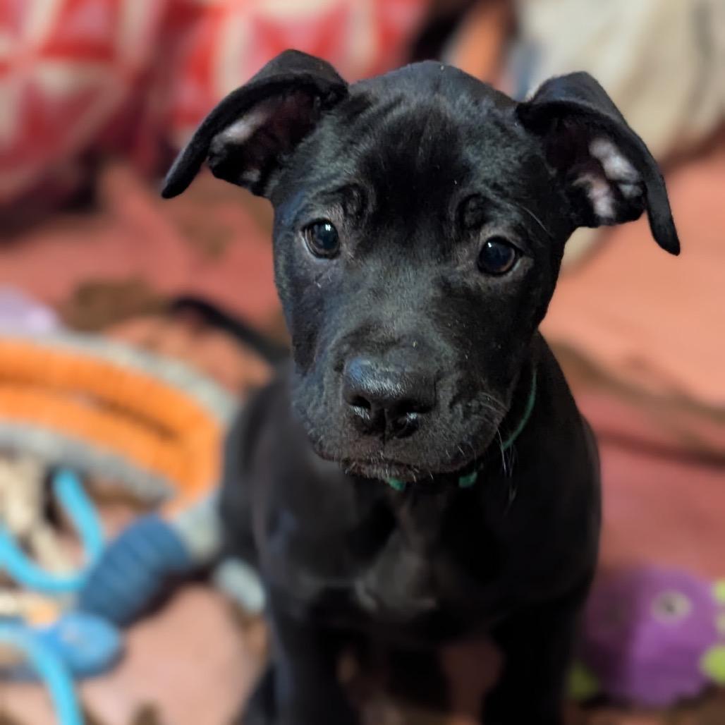 Bear, a Adoptable mixed breed in Sand Springs, OK image 2/6