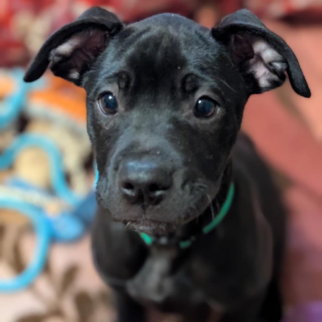 Bear, a Adoptable mixed breed in Sand Springs, OK image 3/6