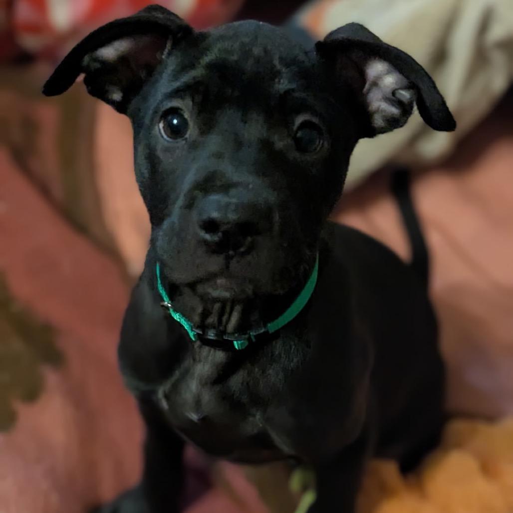 Bear, a Adoptable mixed breed in Sand Springs, OK image 4/6