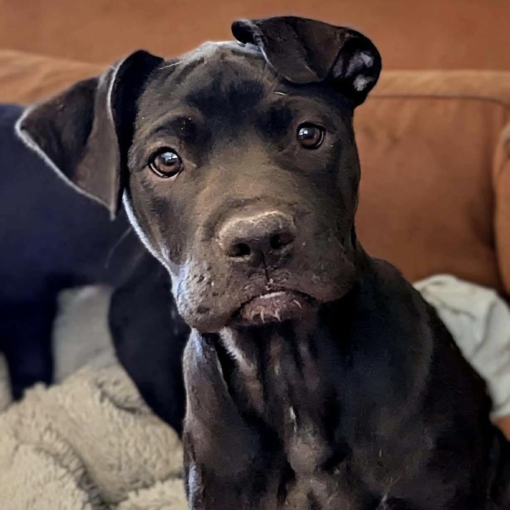 Bear, a Adoptable mixed breed in Sand Springs, OK image 5/6