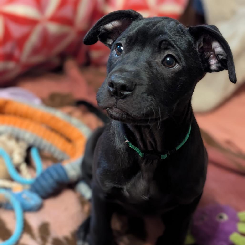 Bear, a Adoptable mixed breed in Sand Springs, OK image 6/6