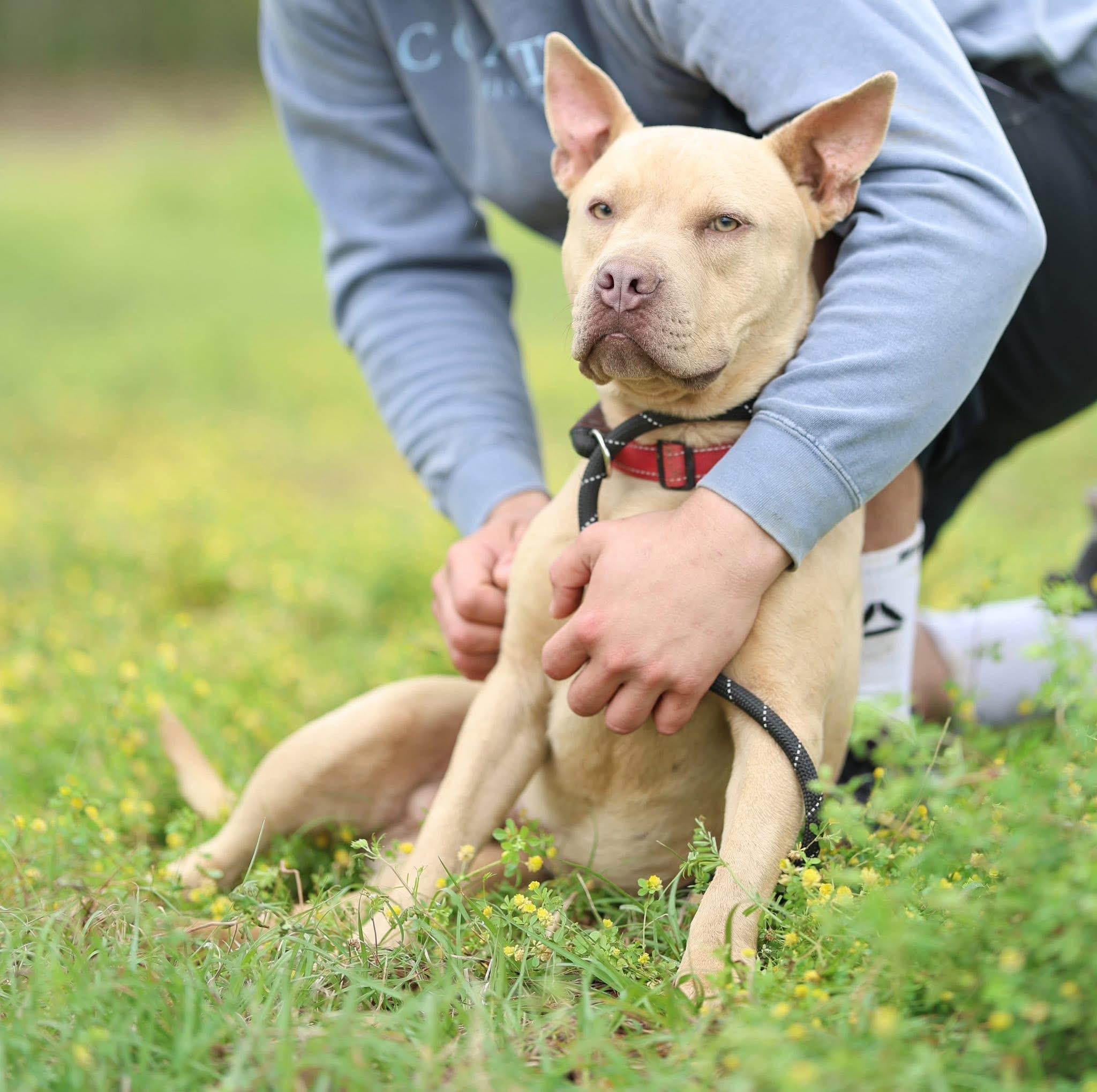 Baxter, an adopted mixed breed in Hagerstown, MD image 3/3