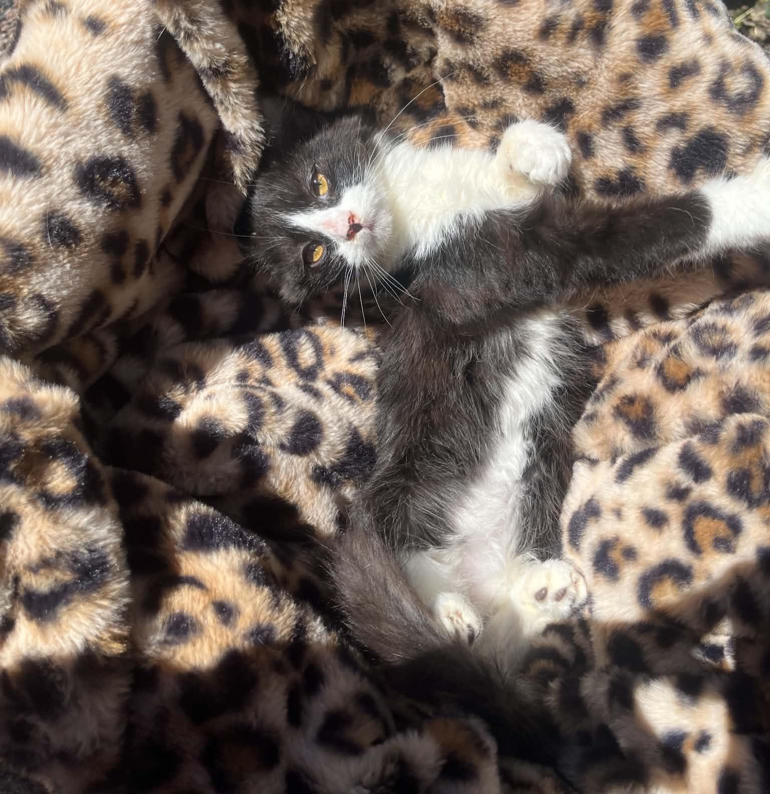 Mittens, Adoptable, Young Female Domestic Medium Hair.