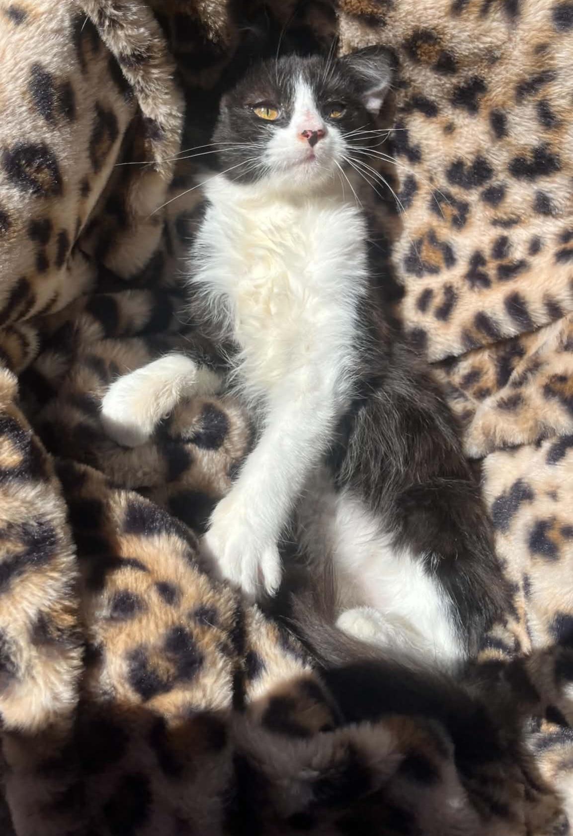 Mittens, ADOPTABLE, Young Female Domestic Medium Hair.