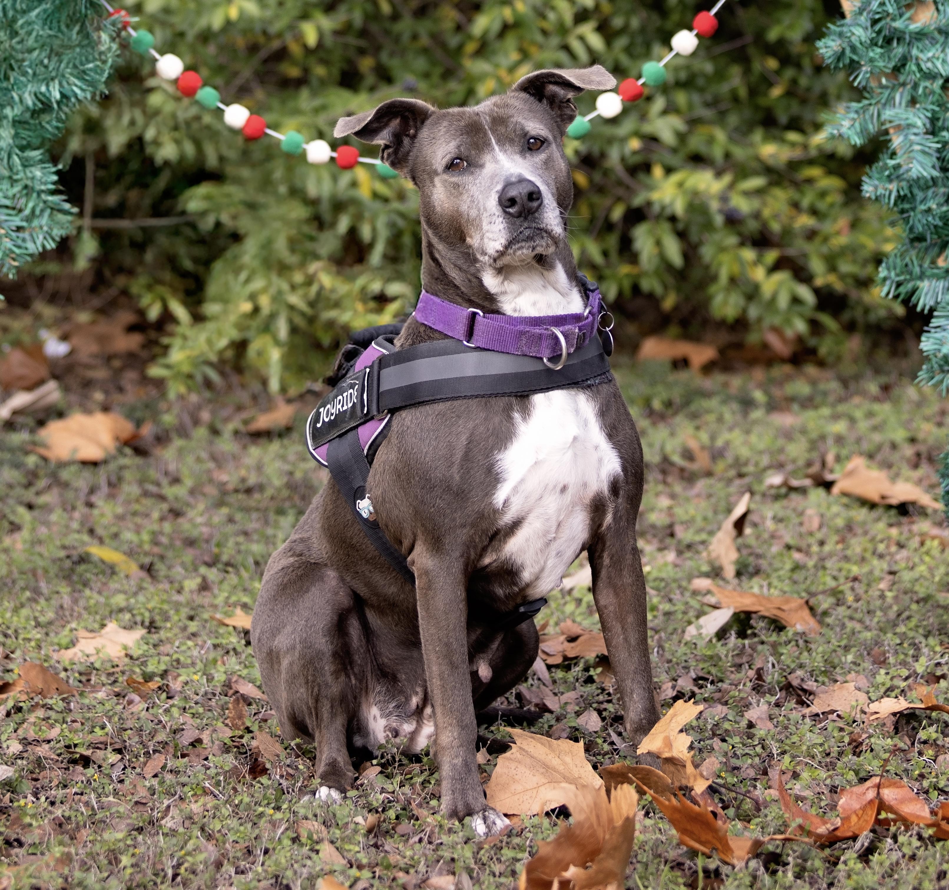 Enlarge Lacy, a Adoptable mixed breed in Benbrook, TX image 4/4