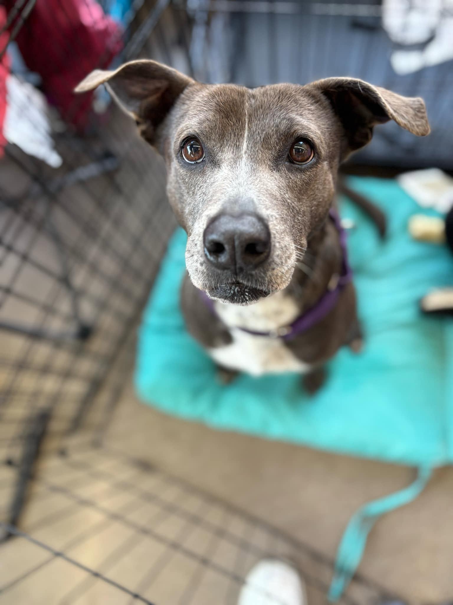 Lacy, a Adoptable mixed breed in Benbrook, TX image 4/6