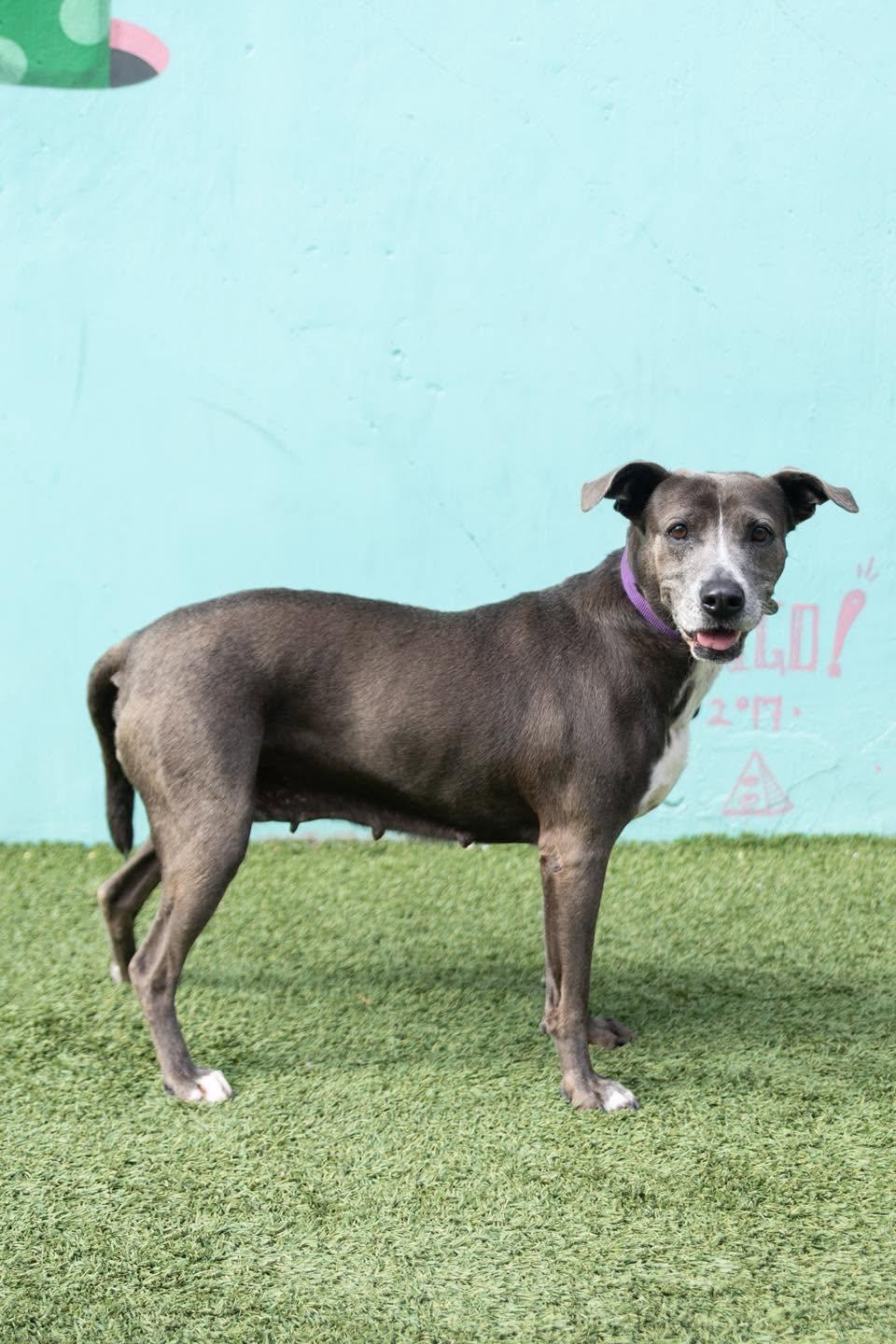 Lacy, a Adoptable mixed breed in Benbrook, TX image 5/6
