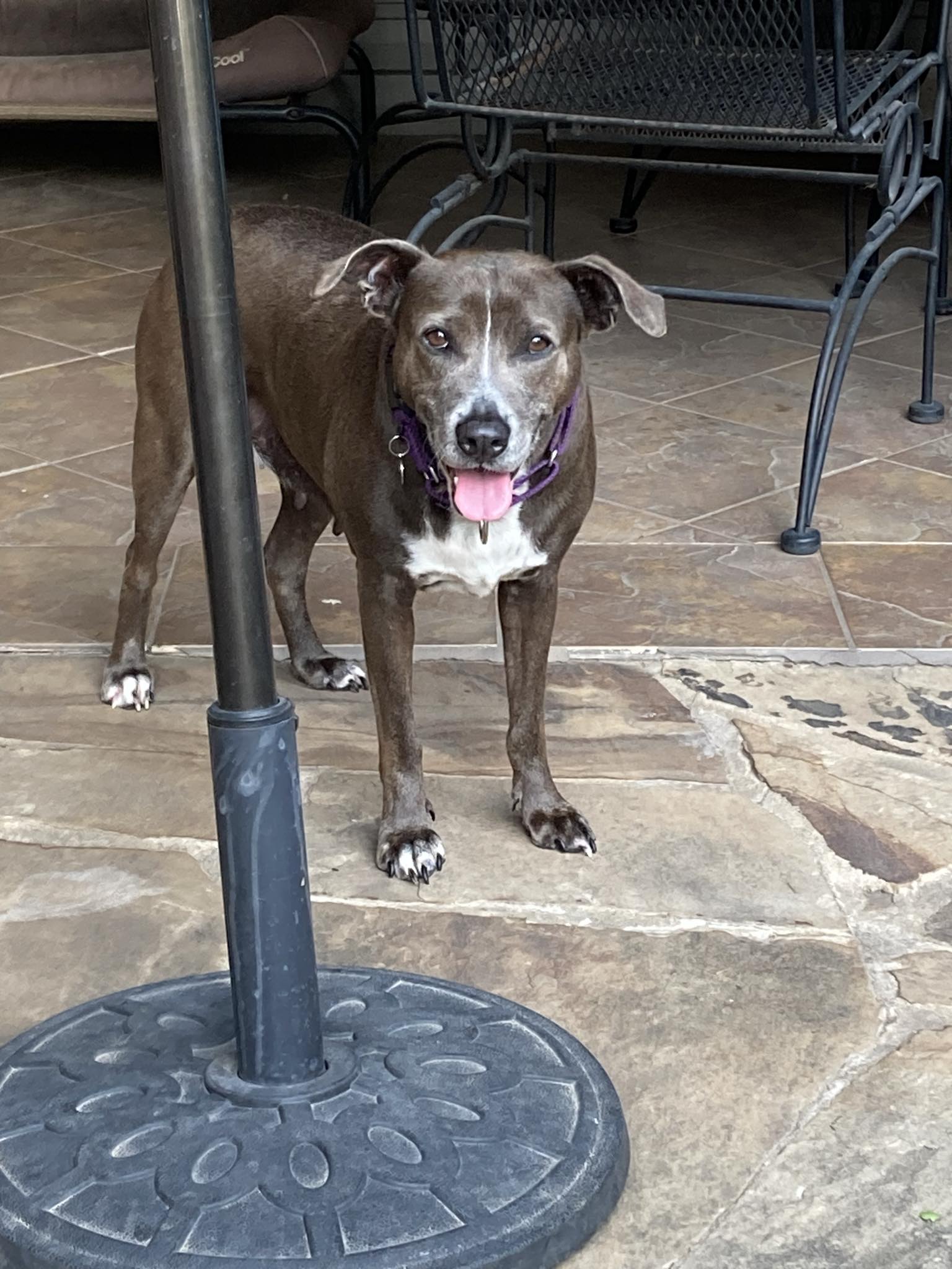 Enlarge Lacy, a Adoptable mixed breed in Benbrook, TX image 3/4