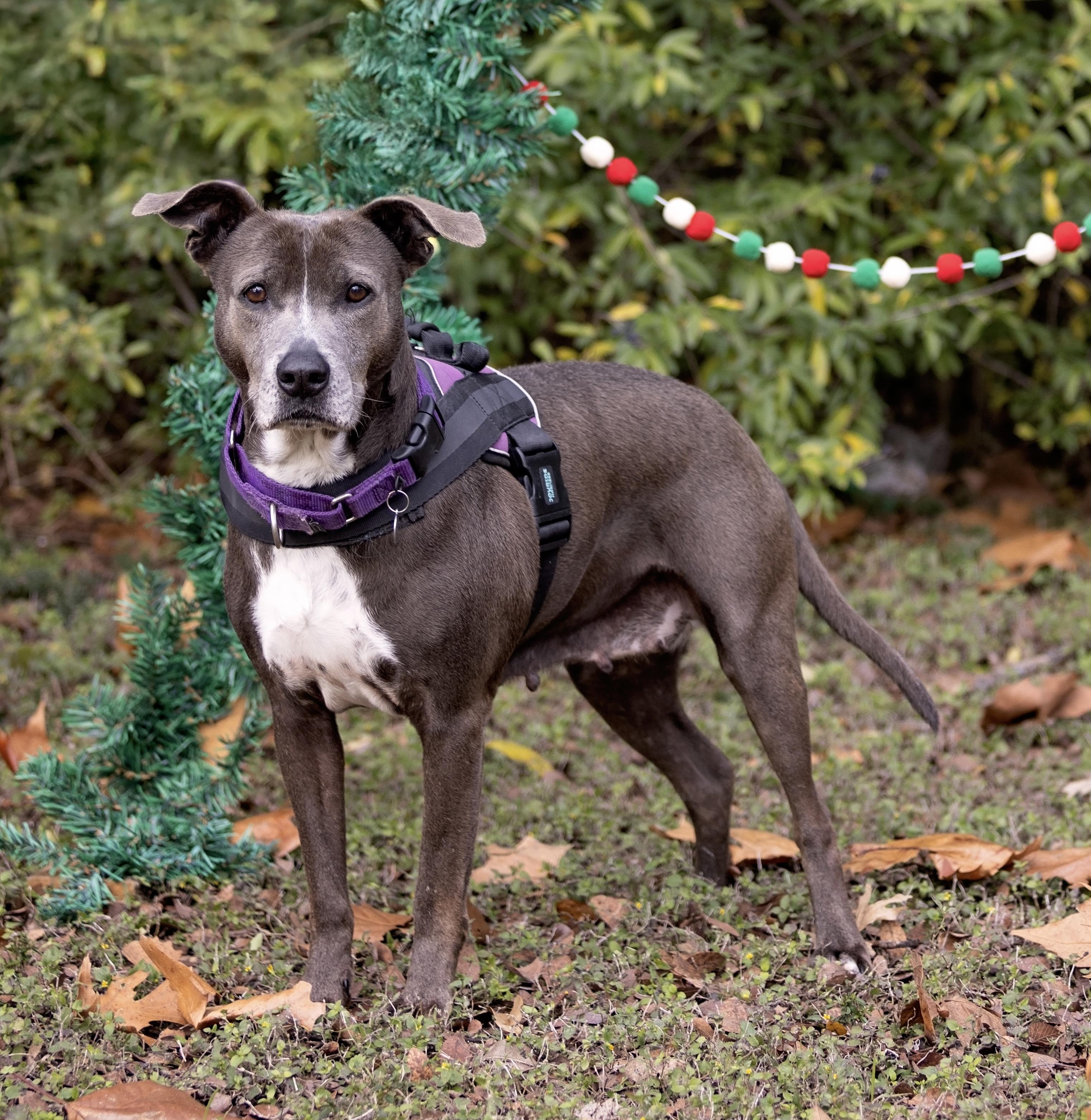 Enlarge Lacy, a Adoptable mixed breed in Benbrook, TX image 2/4