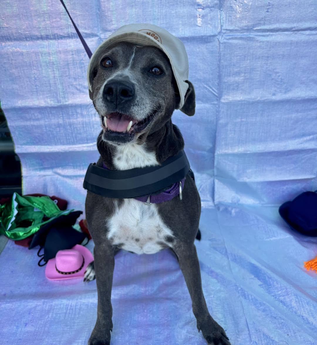 Lacy, a Adoptable mixed breed in Benbrook, TX image 2/6