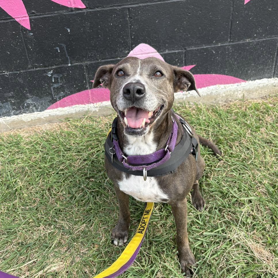 Lacy, Adoptable, Adult Female Pit Bull Terrier.