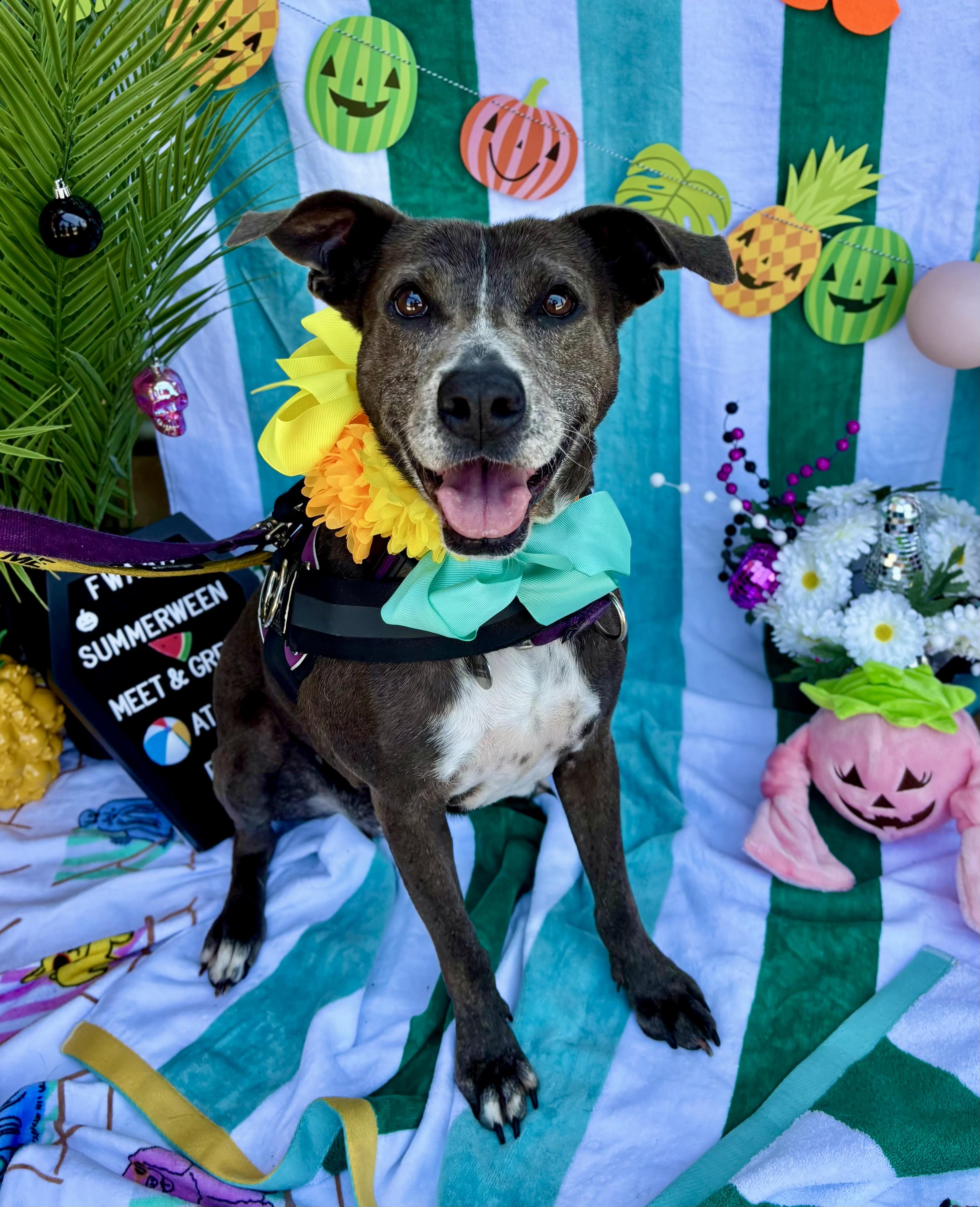 Lacy, Adoptable, Adult Female Pit Bull Terrier.