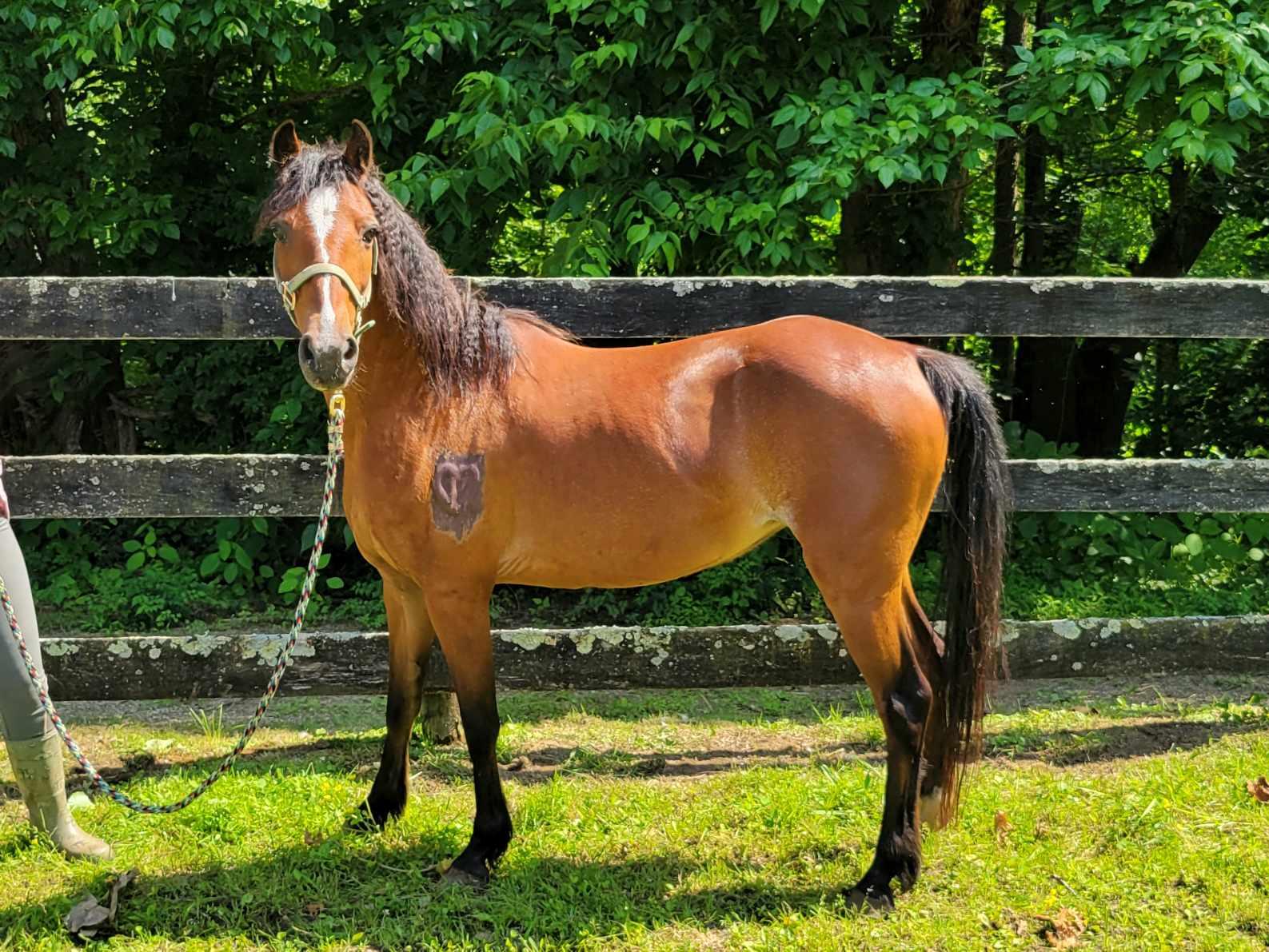 Enlarge Britney - Companion only, a Adoptable Gaited in Huntington, WV image 2/3