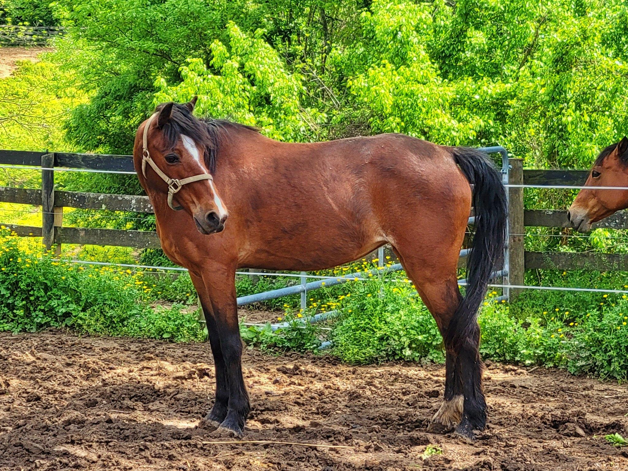 Enlarge Britney - Companion only, a Adoptable Gaited in Huntington, WV image 3/3