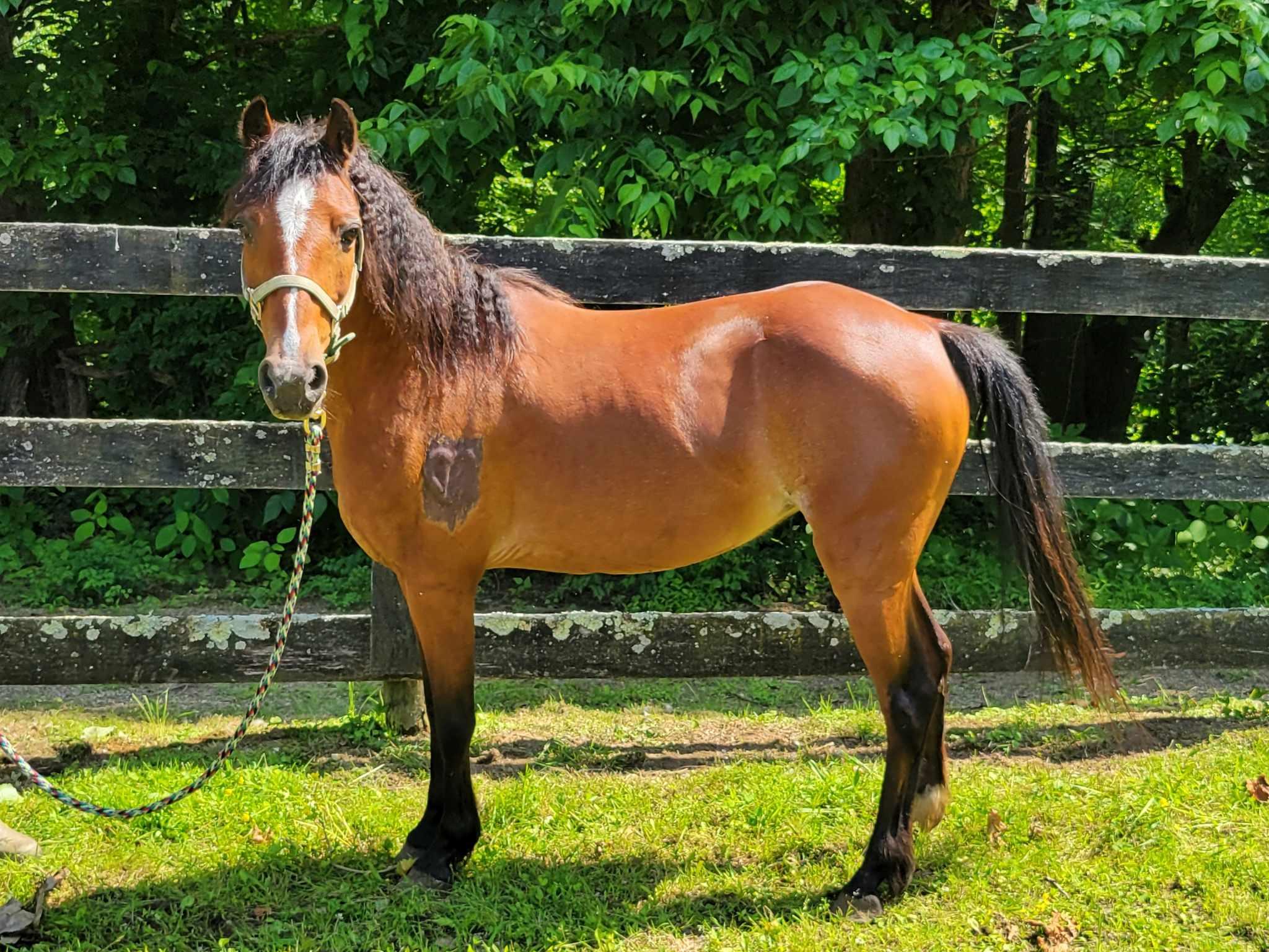 Enlarge Britney - Companion only, a Adoptable Gaited in Huntington, WV image 1/3