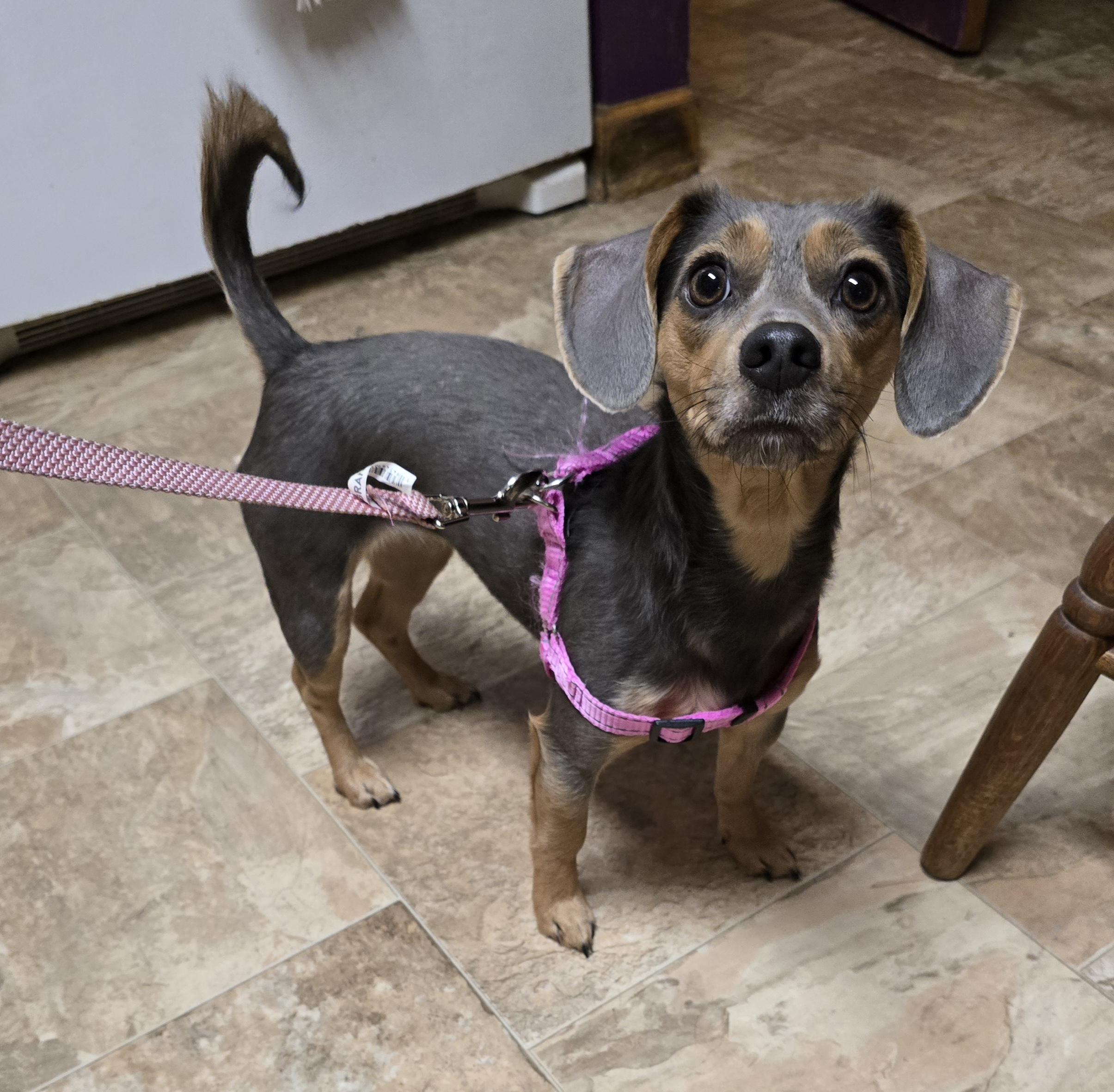 Kara, ADOPTABLE, Adult Female Dachshund.
