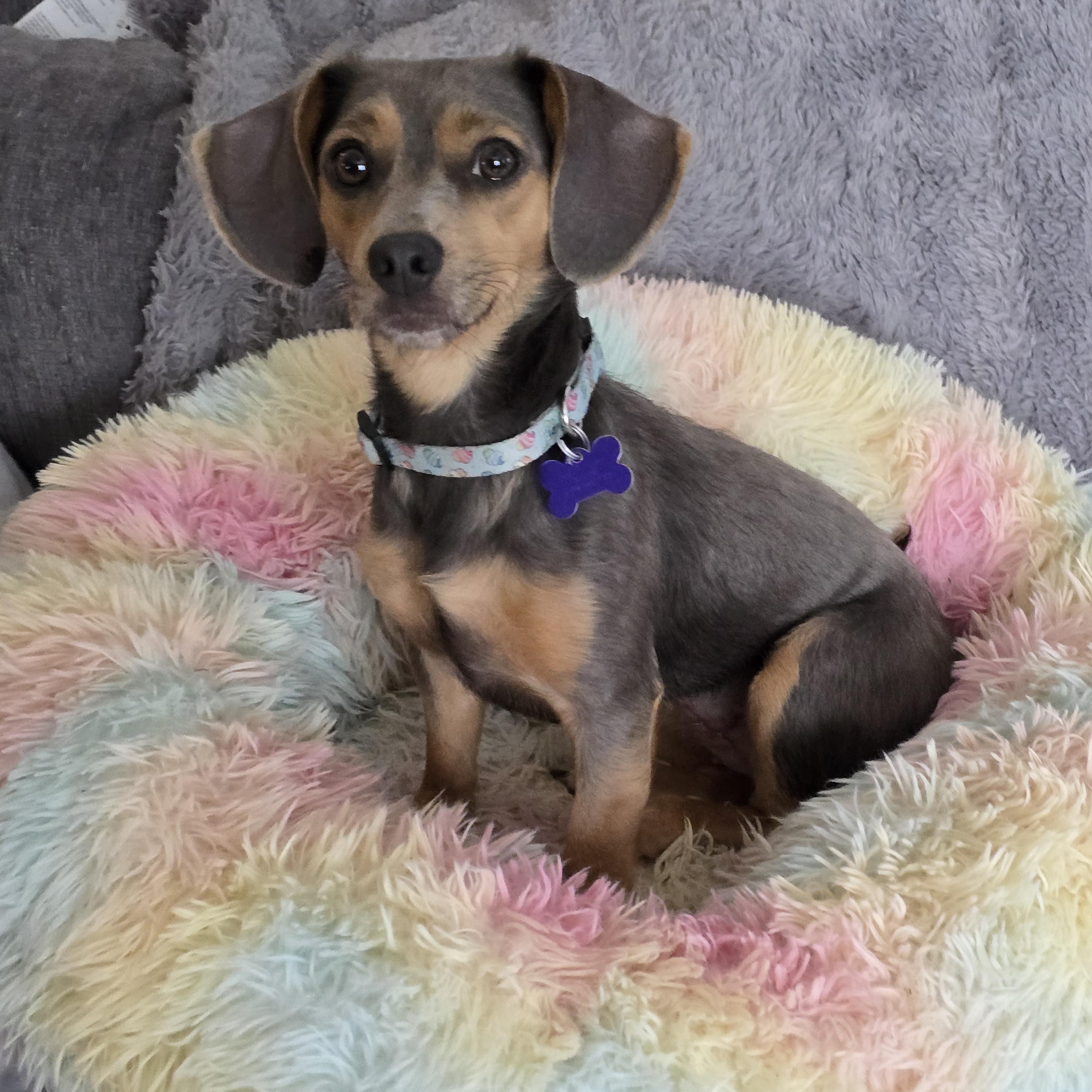 Enlarge Kara, a ADOPTABLE mixed breed in Jamestown, ND image 1/6