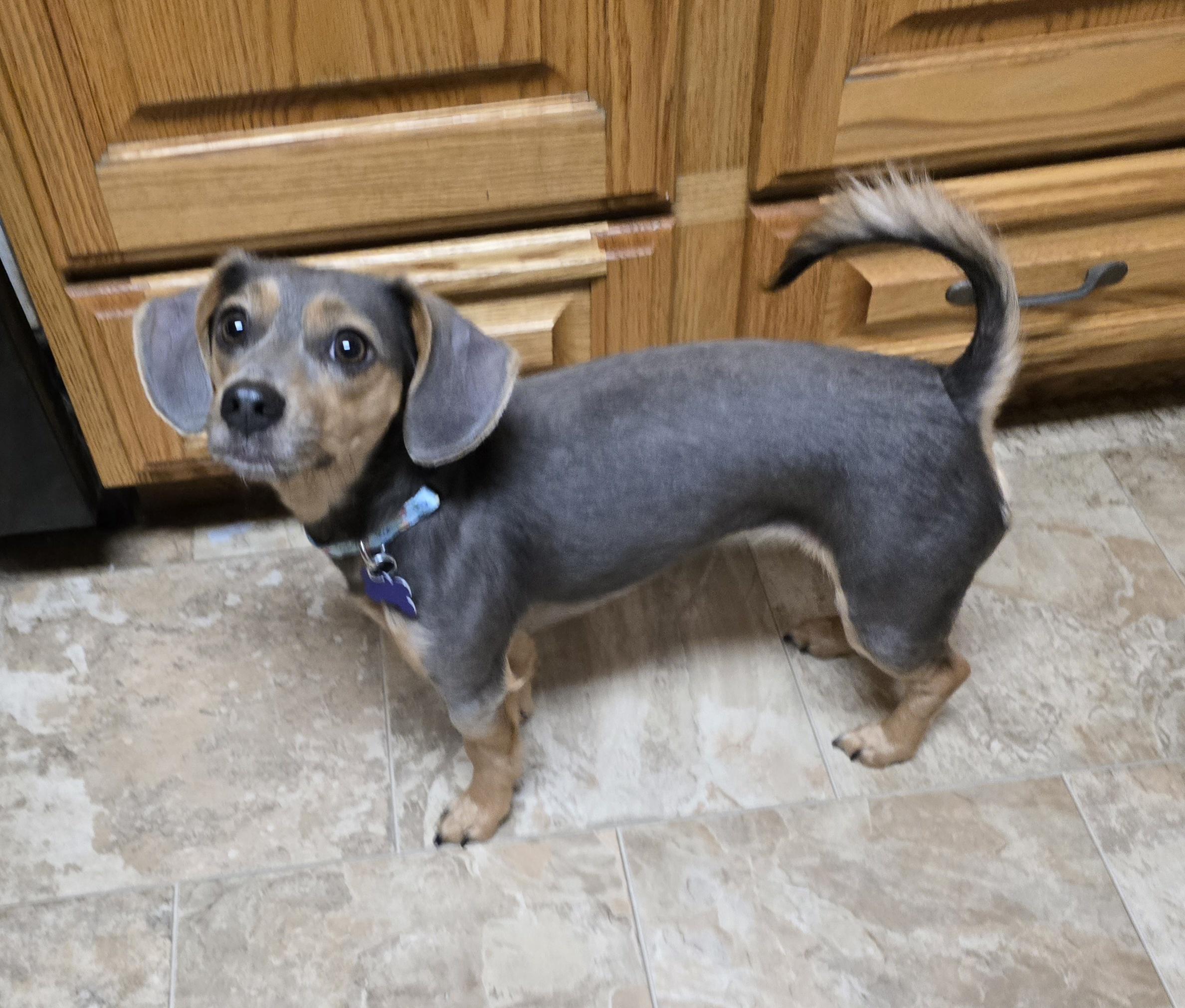 Enlarge Kara, a ADOPTABLE mixed breed in Jamestown, ND image 2/6