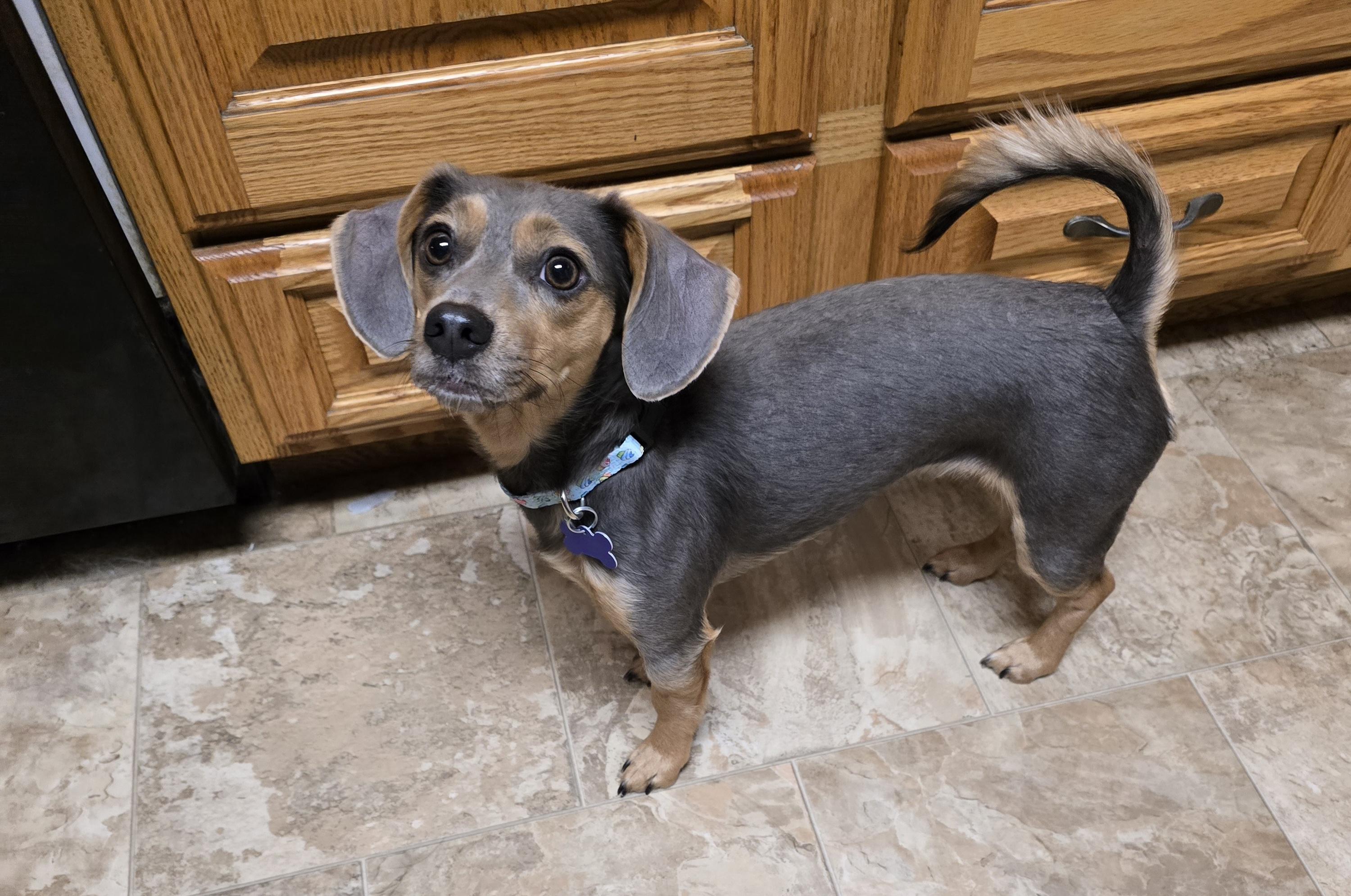 Enlarge Kara, a ADOPTABLE mixed breed in Jamestown, ND image 4/6