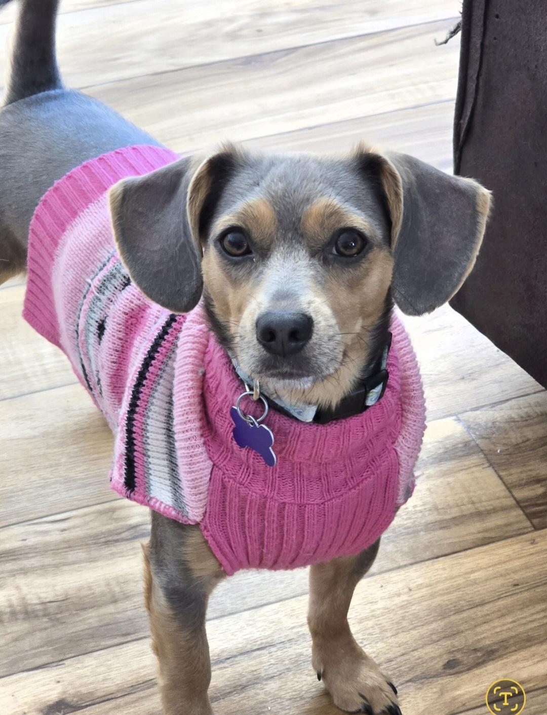 Kara-*applications pending*, ADOPTABLE, Adult Female Dachshund.