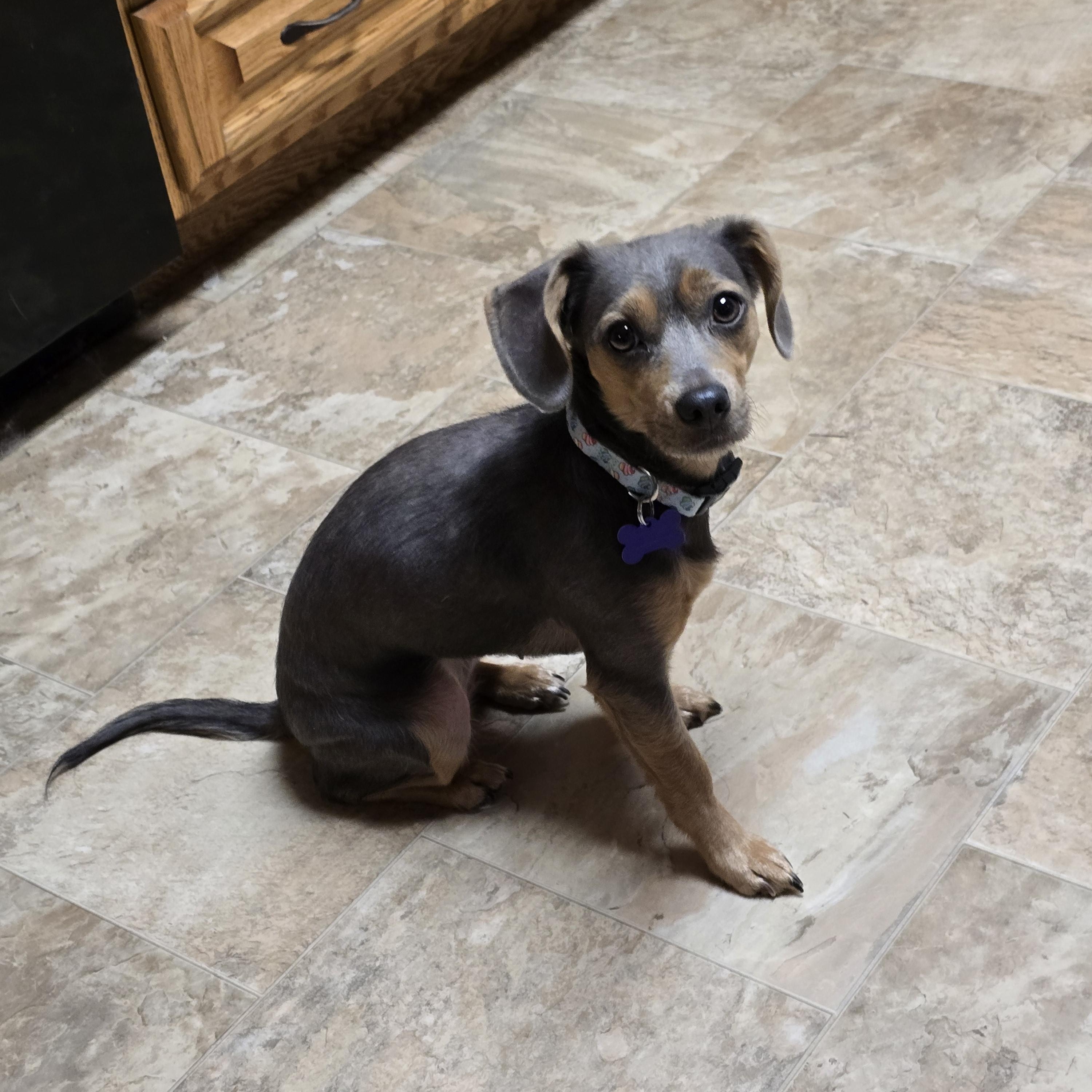 Enlarge Kara, a ADOPTABLE mixed breed in Jamestown, ND image 5/6