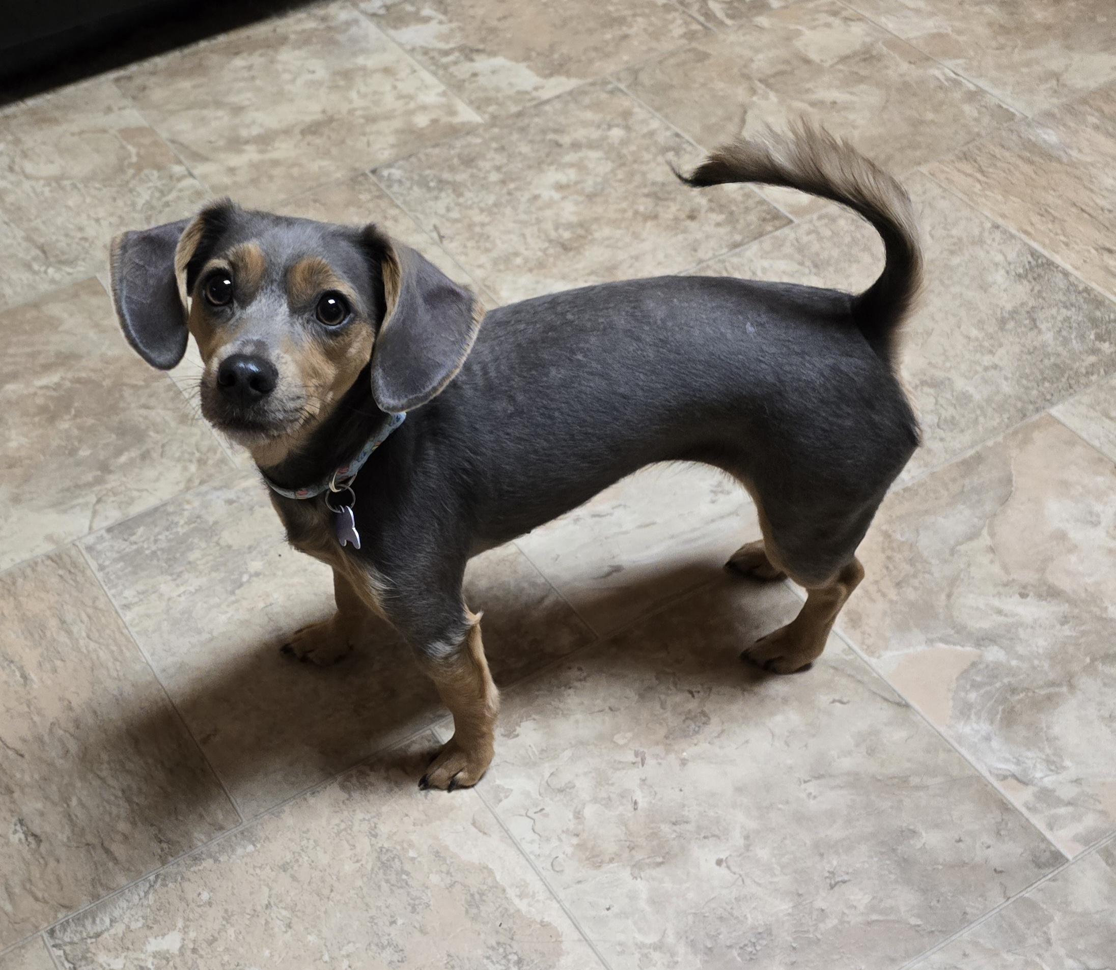 Enlarge Kara, a ADOPTABLE mixed breed in Jamestown, ND image 6/6