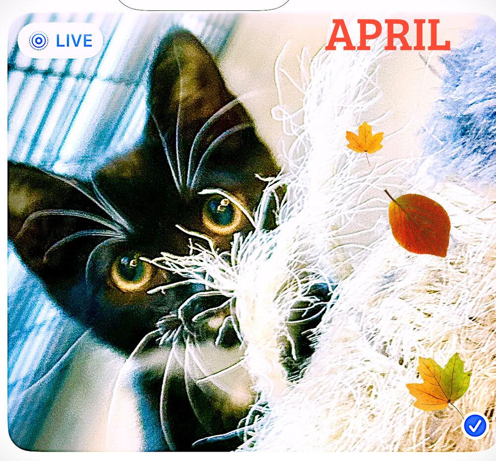 Enlarge April, a Adoptable Domestic Short Hair in Mooresville, NC image 1/3