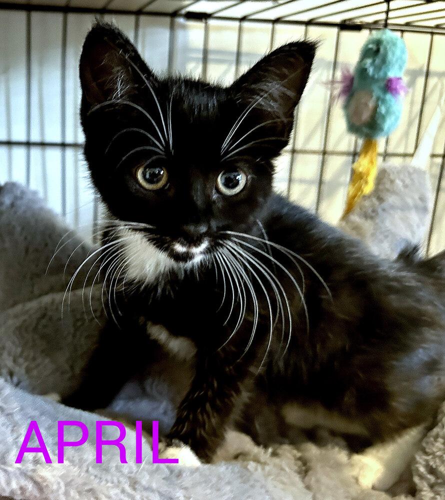 Enlarge April, a Adoptable Domestic Short Hair in Mooresville, NC image 2/3
