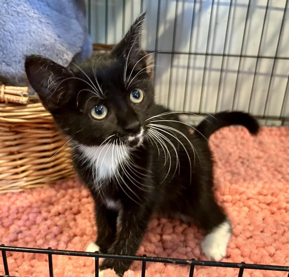 Enlarge April, a Adoptable Domestic Short Hair in Mooresville, NC image 3/3