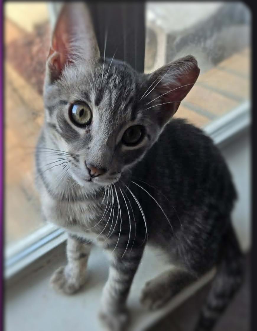 Ellis, Adoptable, Kitten Female Domestic Short Hair & Tabby.