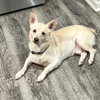 Enlarge Bud, a Adoptable mixed breed in Kansas City, MO image 2/3