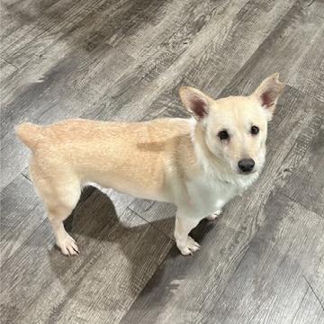 Enlarge Bud, a Adoptable mixed breed in Kansas City, MO image 3/3